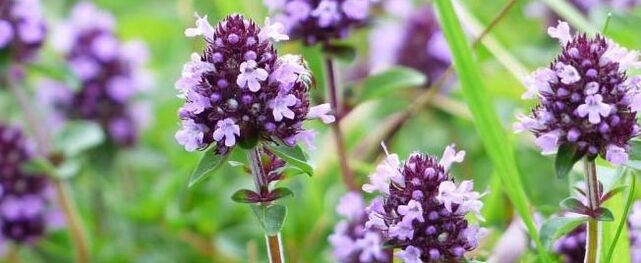 Thyme