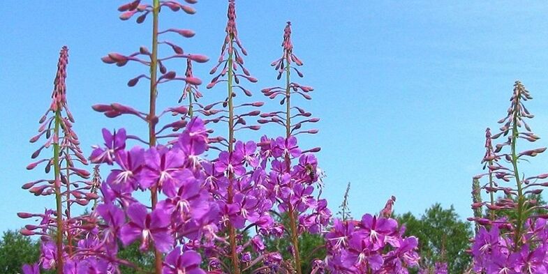 Herbs to increase potency in men