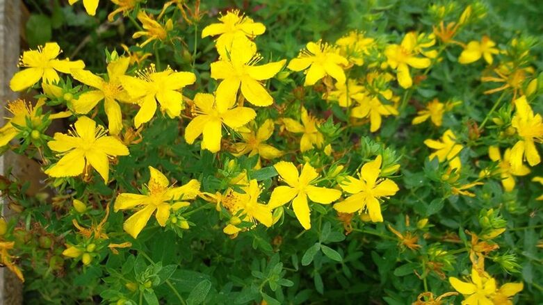 What herbs increase male potency